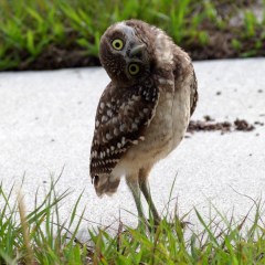 A real burrowing owl!